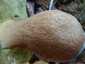 Bronzos vargánya (Boletus aereus), Őrség